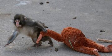 The Heartfelt Beauty of Connection: A Review of 'The Little Monkey and the Plush Toy'